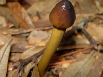Yarsagumba Mushroom