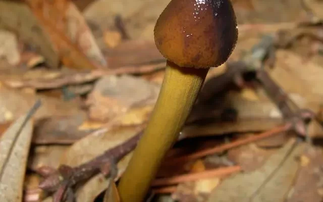 Yarsagumba Mushroom