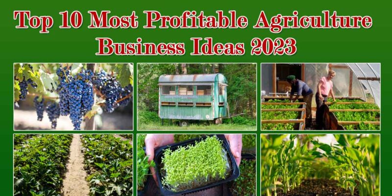 10 Profitable Agricultural Business Ideas