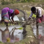 Agriculture Works in Rain Season