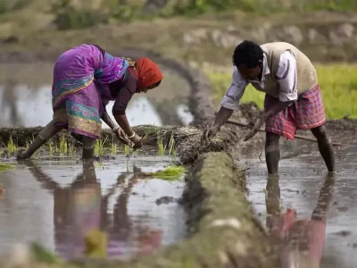 Agriculture Works in Rain Season