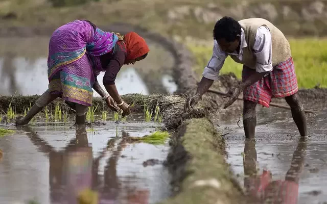 Agriculture Works in Rain Season