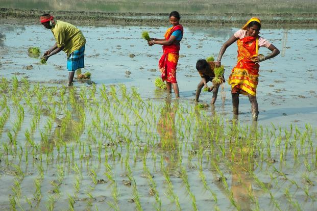 Agriculture Works in Rain Season