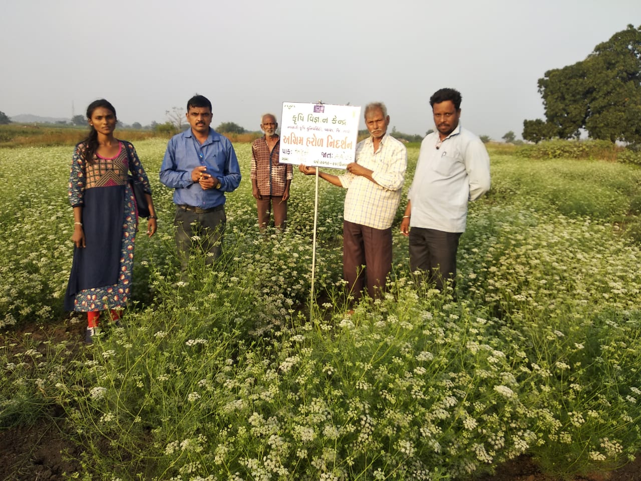 Ajwain Cultivation