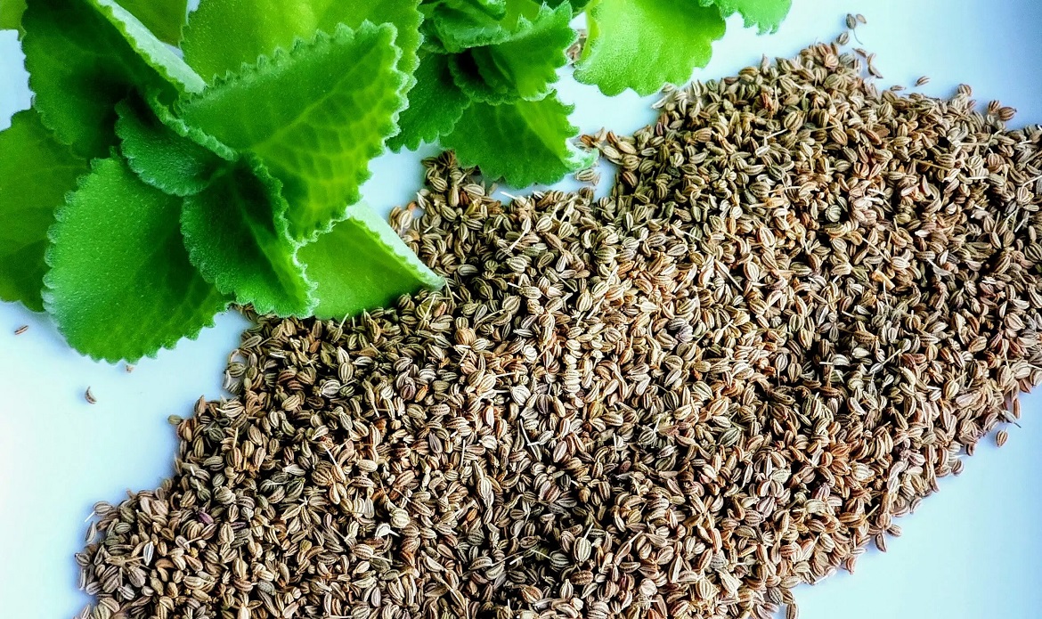 Ajwain Cultivation