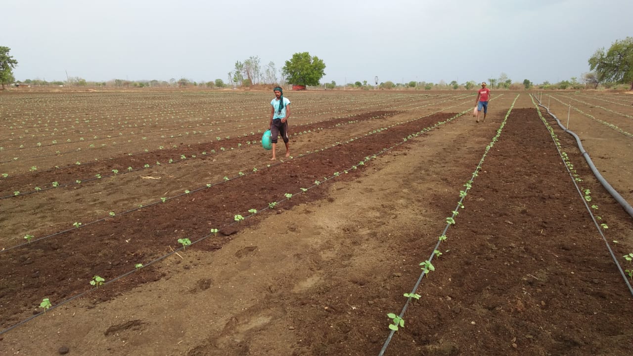 Amruth pattern Cotton Farming