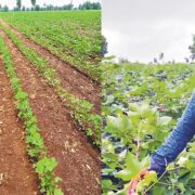 Amruth pattern Cotton Farming