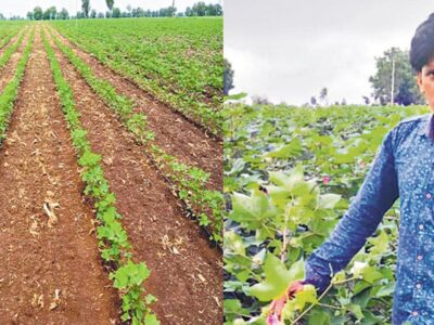 Amruth pattern Cotton Farming