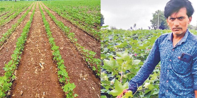 Amruth pattern Cotton Farming