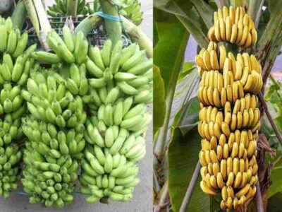 Andhra is going Bananas
