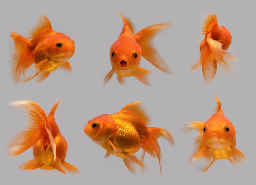 How to Take Care of Goldfish