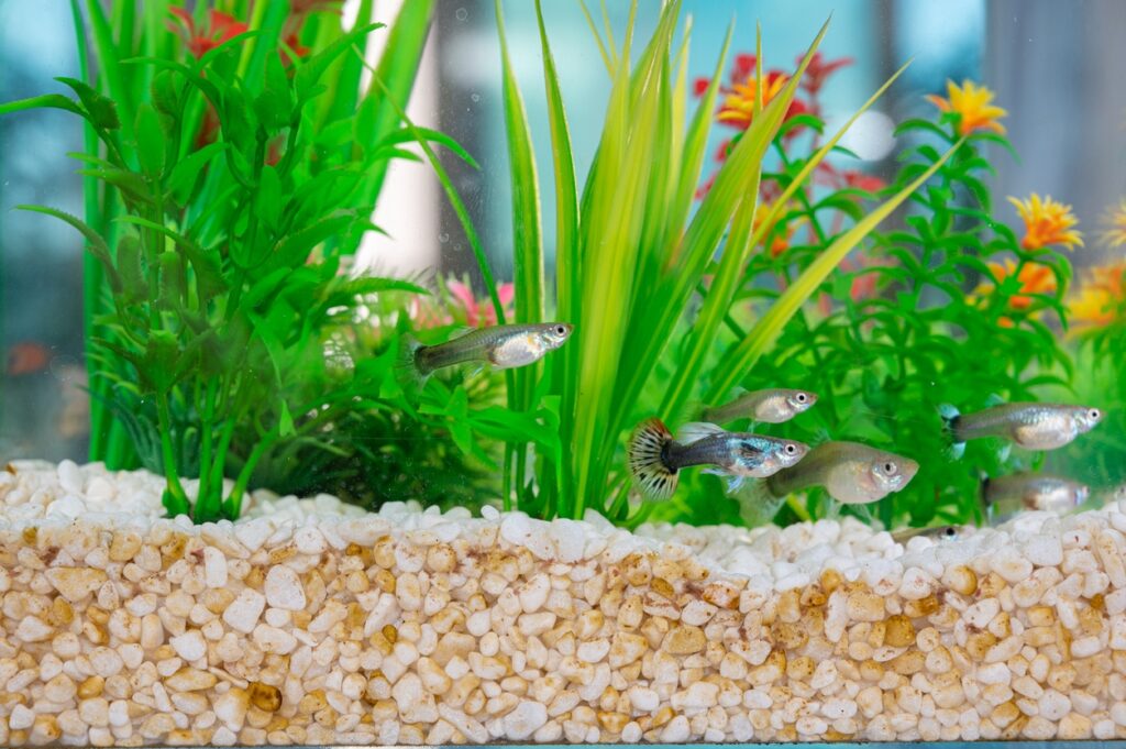 Aquarium fish varieties – Rearing Tips