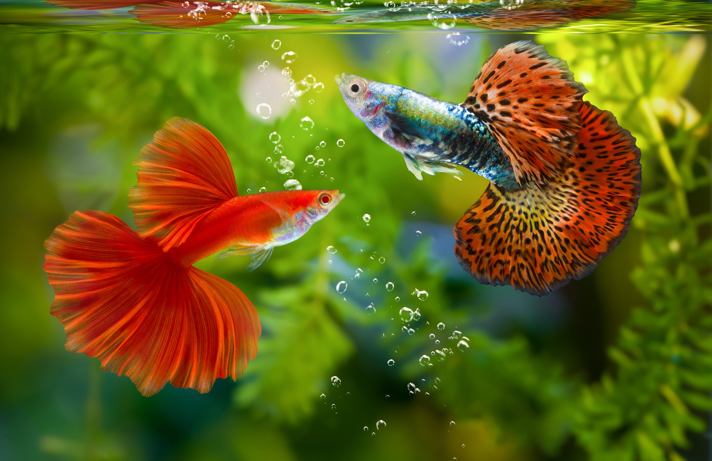 Aquarium fish varieties – Rearing Tips
