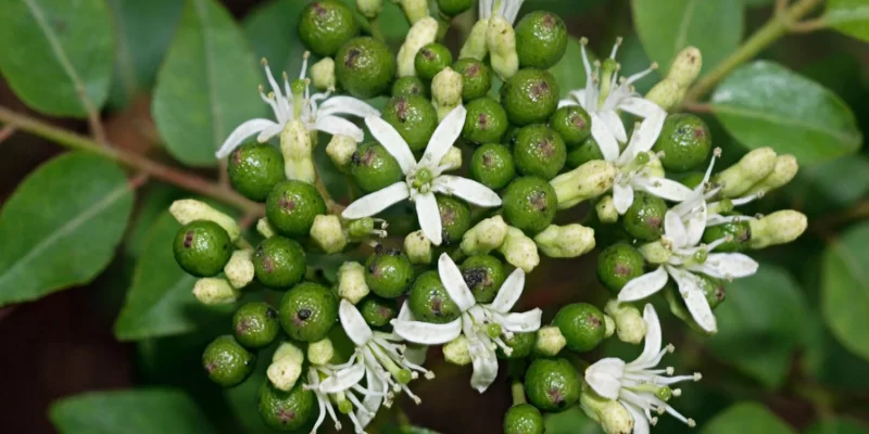 Backyard Curry Leaves Farming