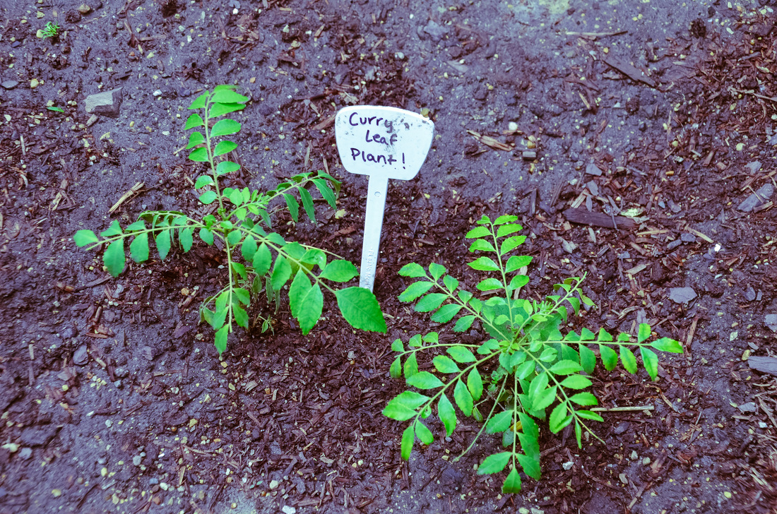 Backyard Curry Leaves Farming