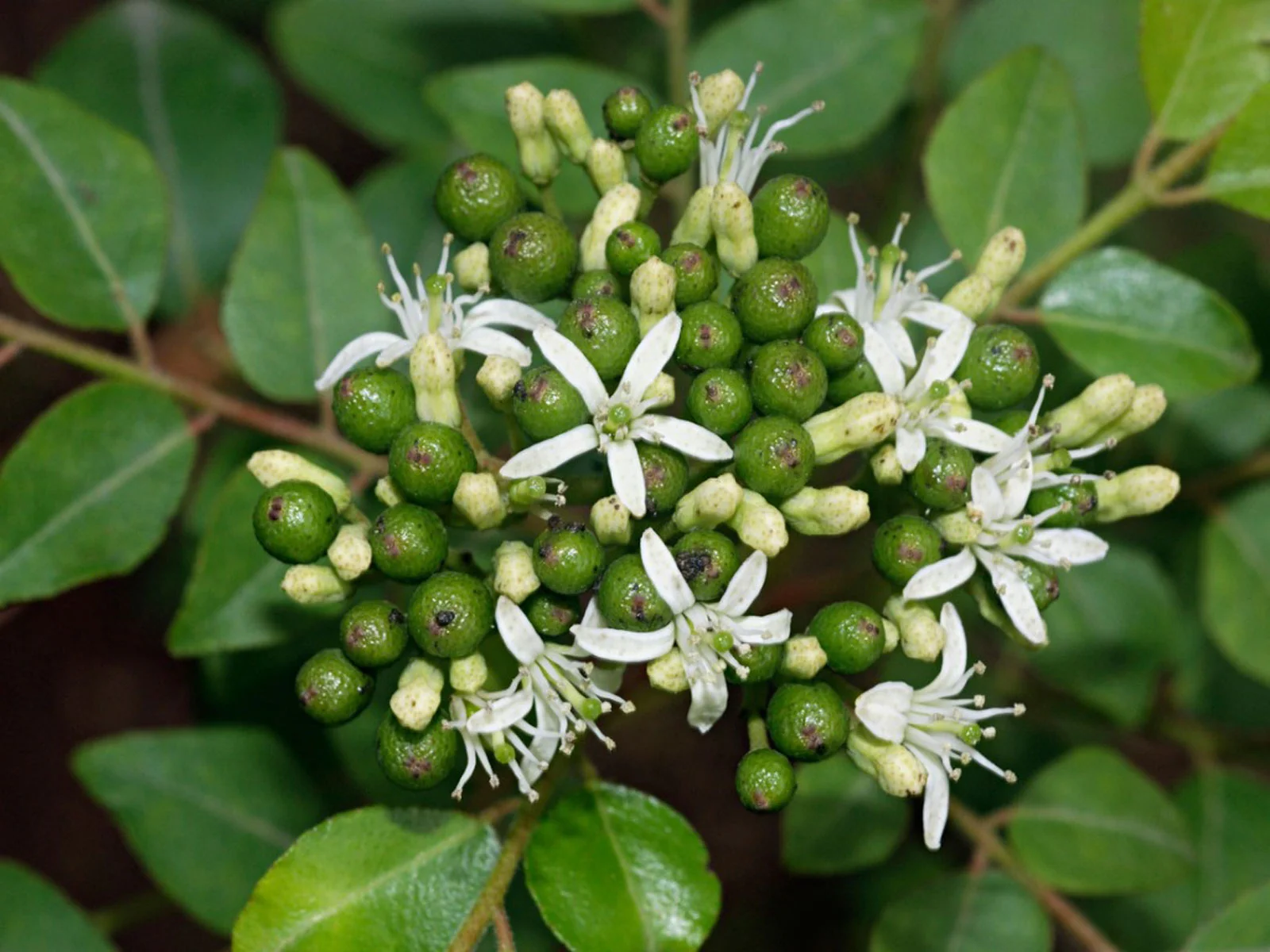 Backyard Curry Leaves Farming