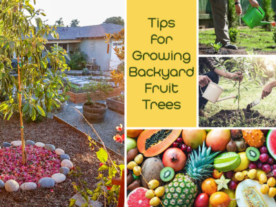 Backyard Fruit Plants