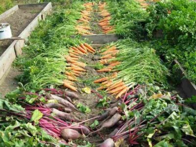 Backyard Vegetable Farming