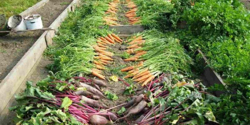 Backyard Vegetable Farming