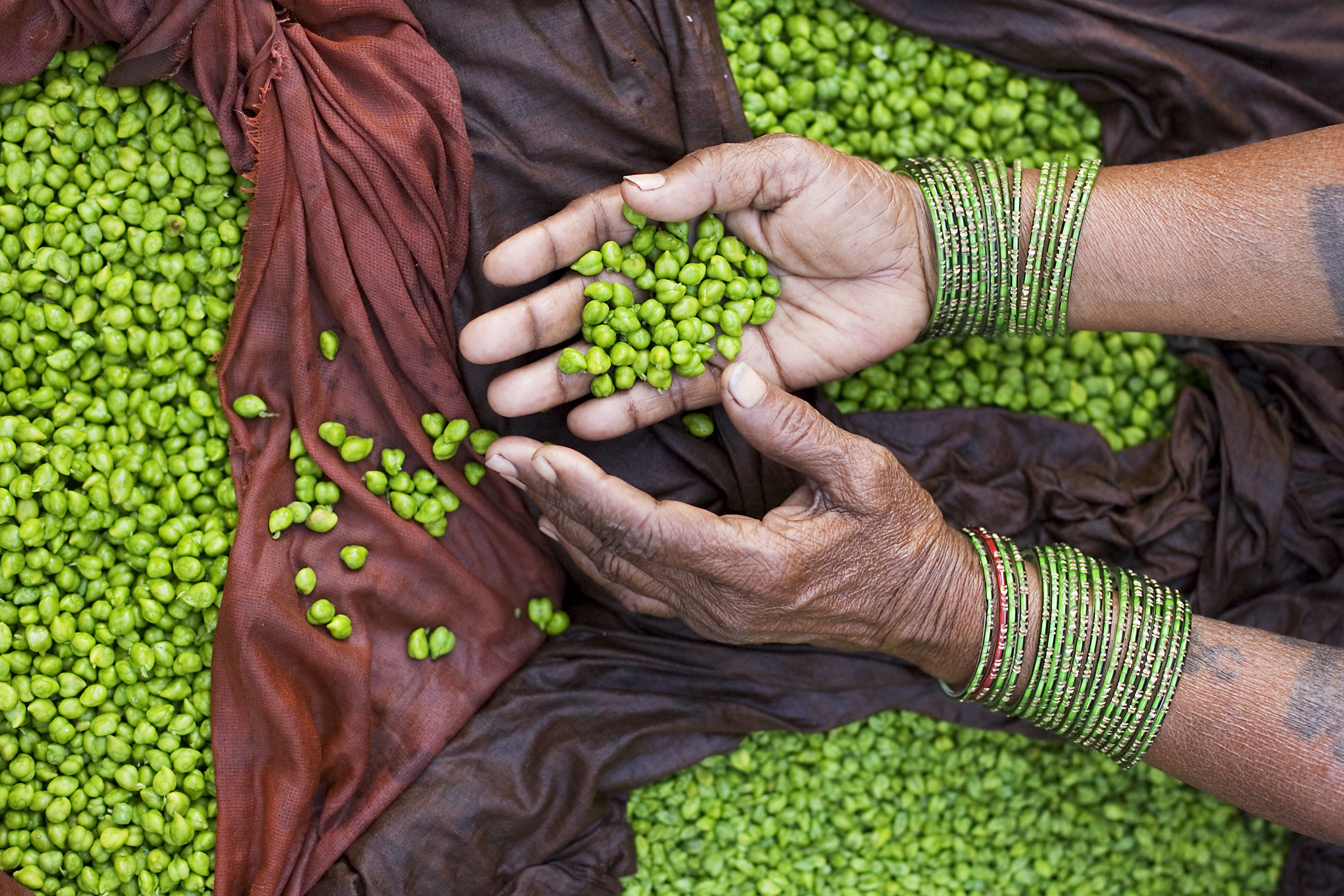 Bengal Gram Cultivation