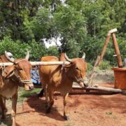 Bull Driven Oil Business