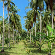 Coconut intercropped with Camphor banana
