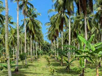 Coconut intercropped with Camphor banana