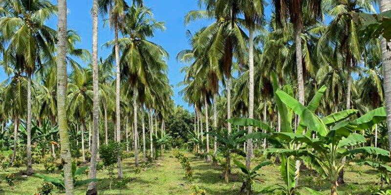 Coconut intercropped with Camphor banana