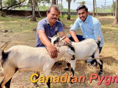 Canadian Pygmy Goat