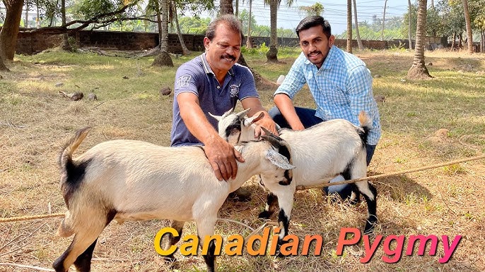 Canadian Pygmy Goat