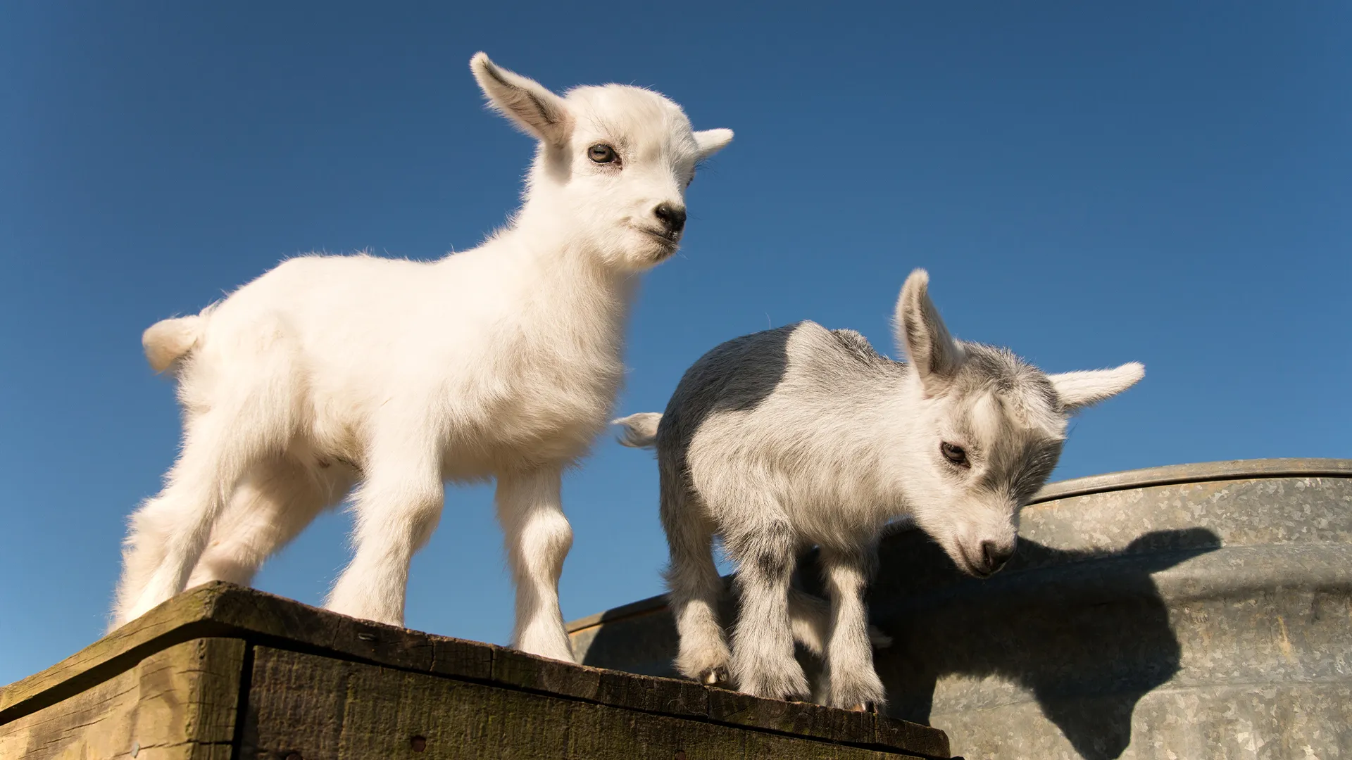 Canadian Pygmy Goat