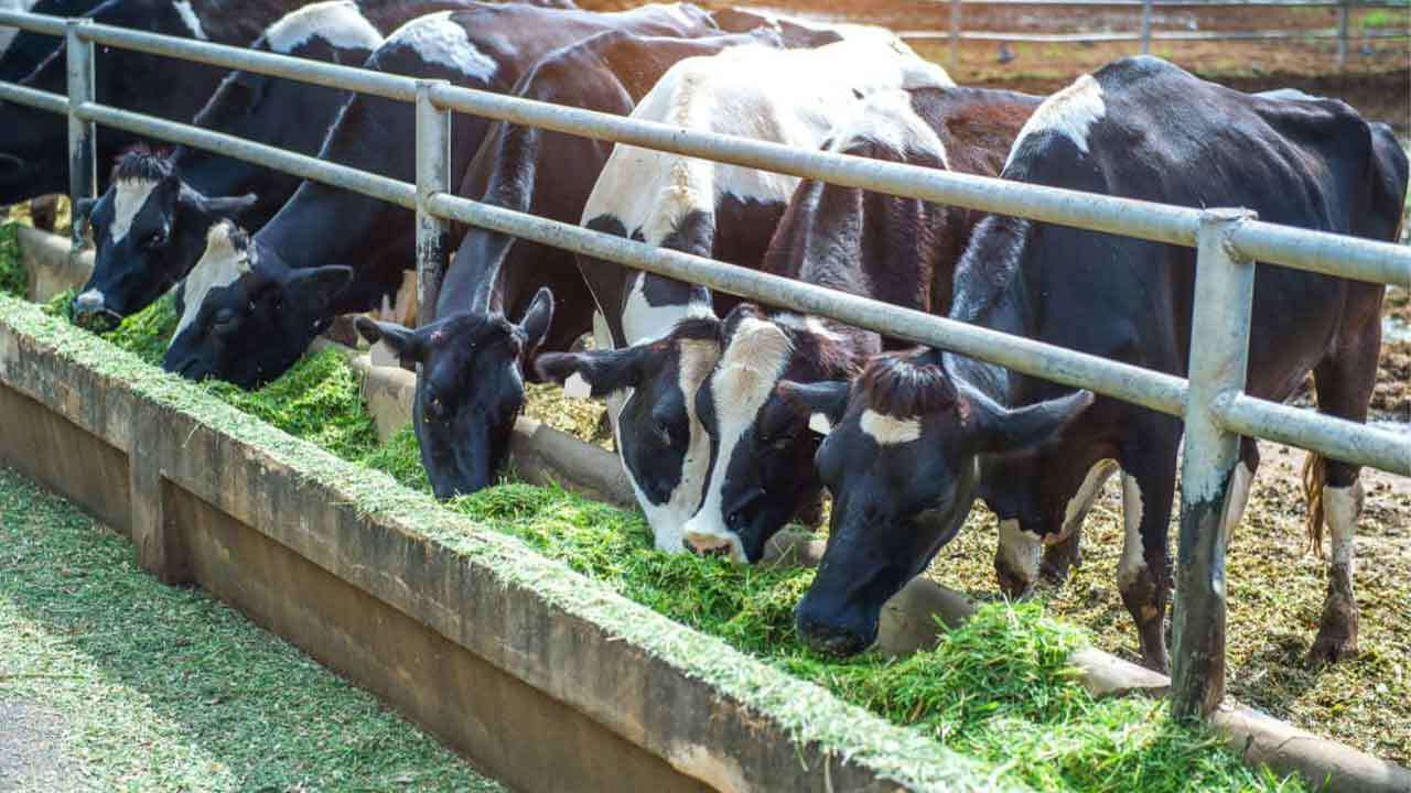 Cattle Farming