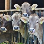 Cattle Farming
