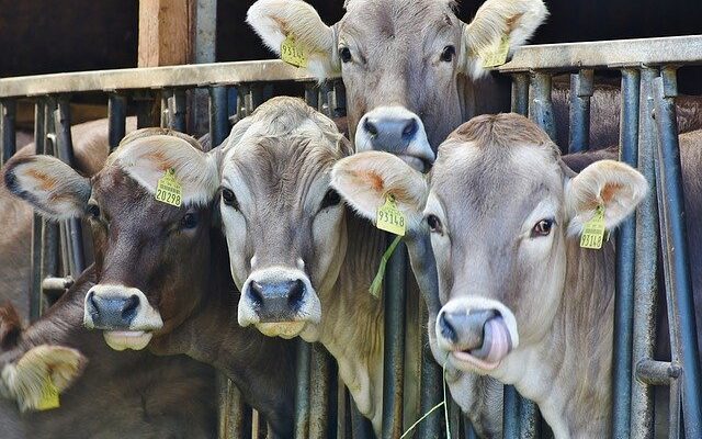 Cattle Farming