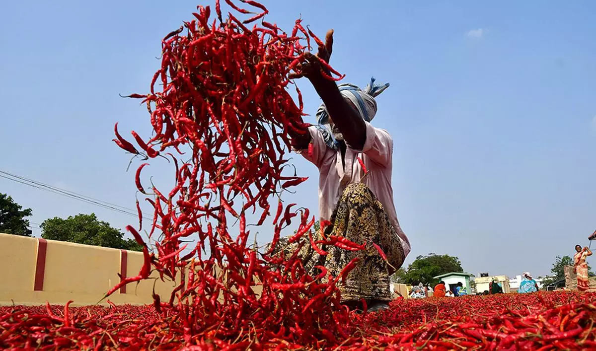 Chilli Exports