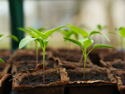 Chilli Nursery