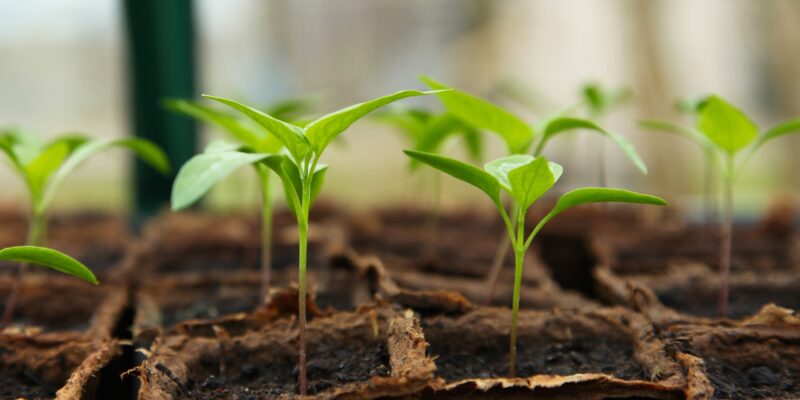 Chilli Nursery