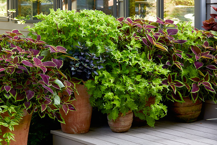 Coleus Cultivation