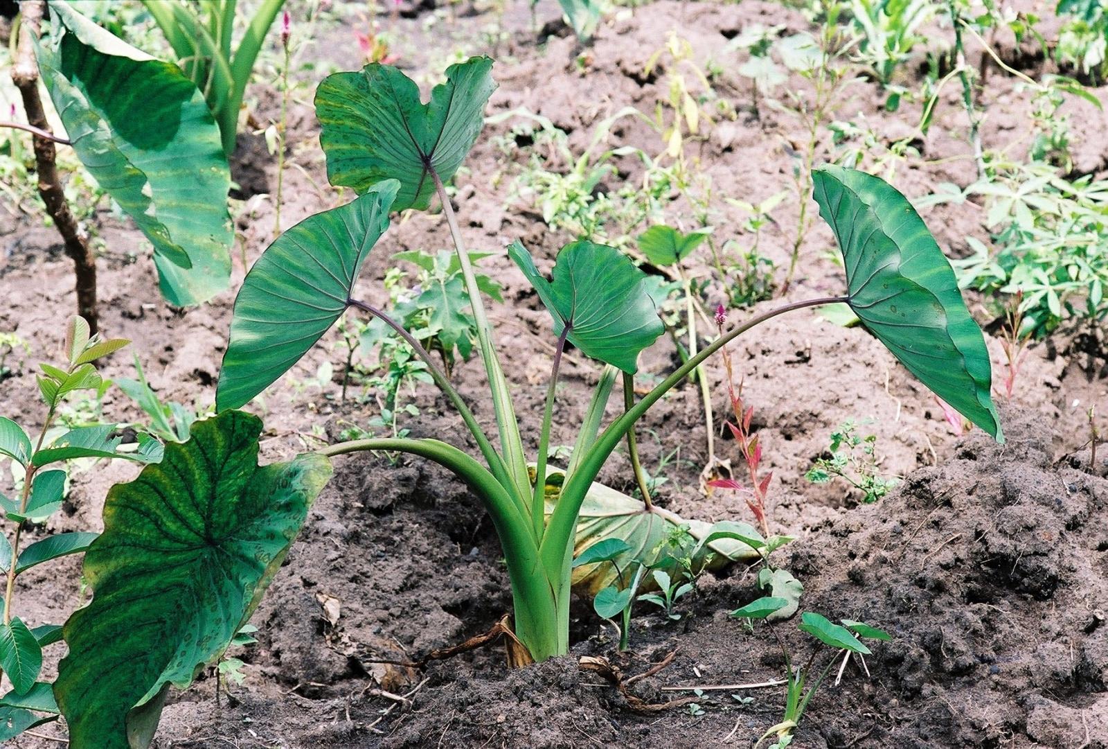 Colocasia Plant