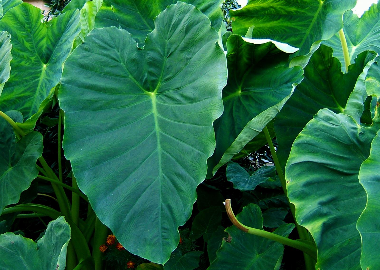 Colocasia Cultivation