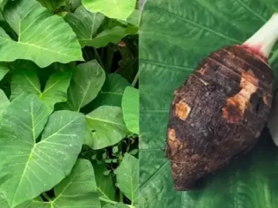 Colocasia Cultivation