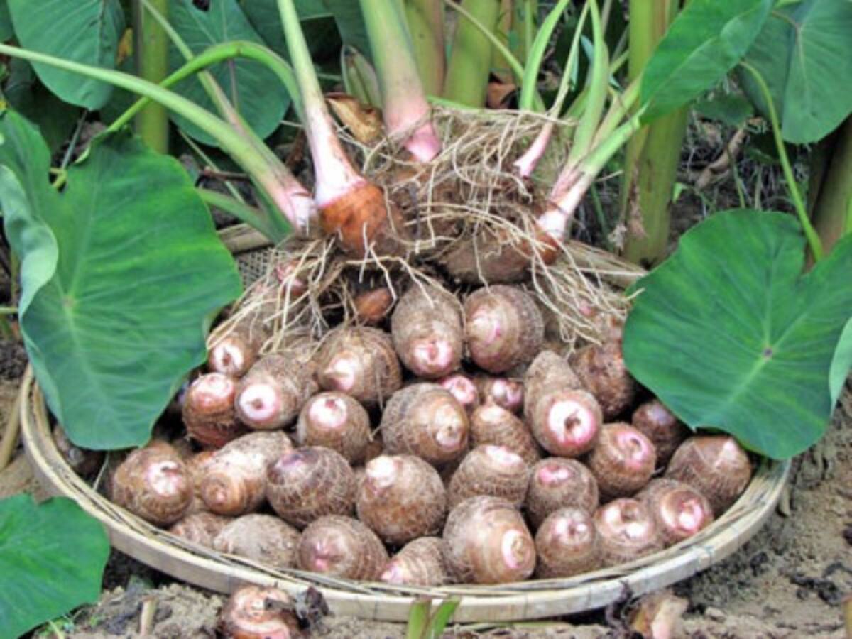 Colocasia Cultivation