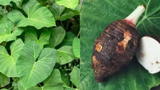 Colocasia Cultivation