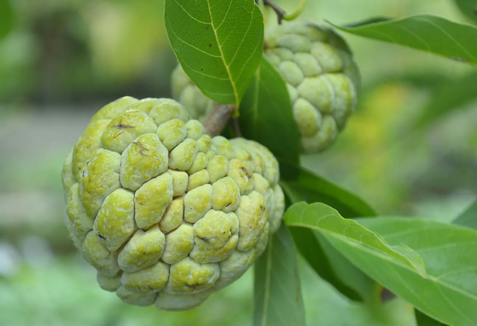 New Variety of Custard Apple