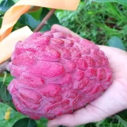New Variety of Custard Apple