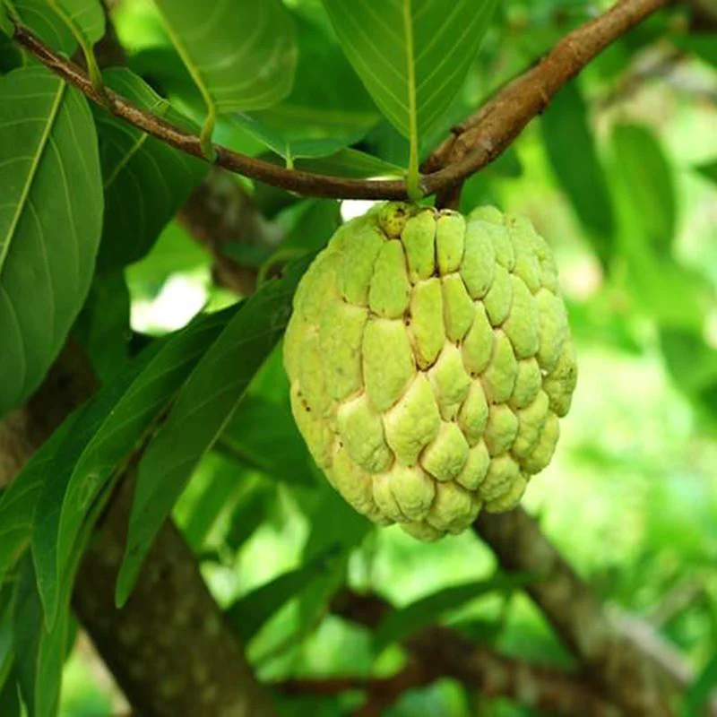 Super Gold Custard Apple 