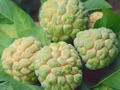 Balanagar Custard Apple