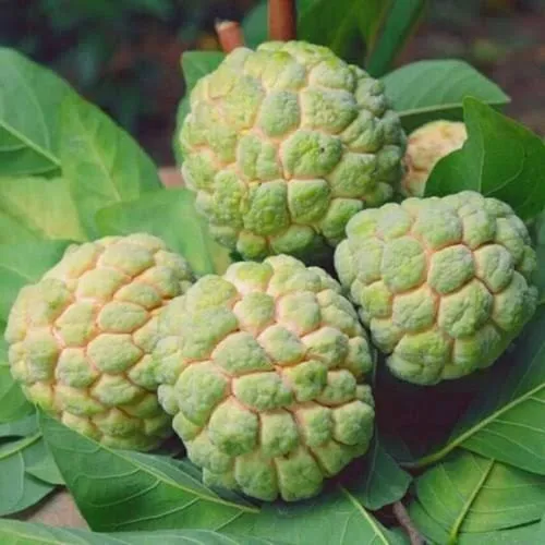 Balanagar Custard Apple 