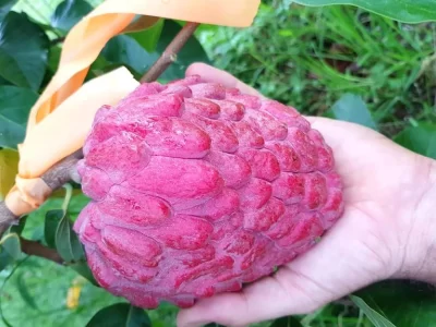 New Variety of Custard Apple