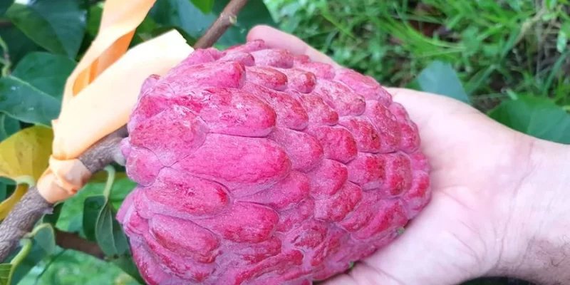 New Variety of Custard Apple